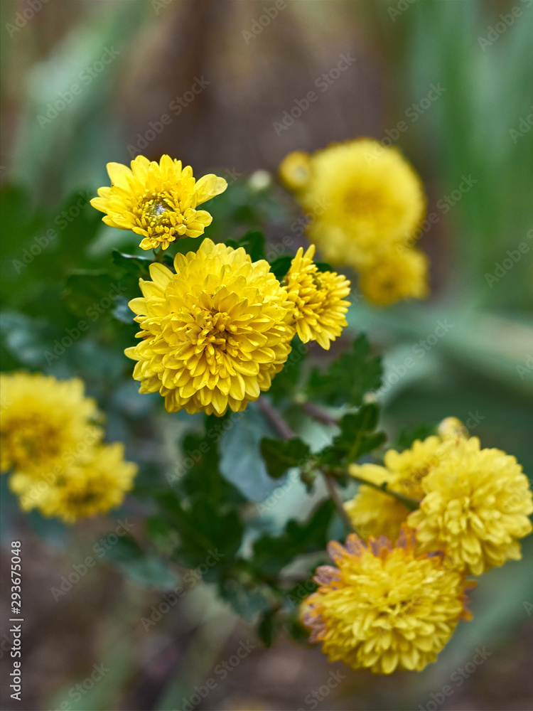 Beautiful yellow chrysanthemum flowers blooms in the garden.