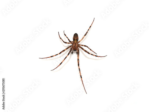 The european cave spider Meta menardi isolated on white background © hhelene