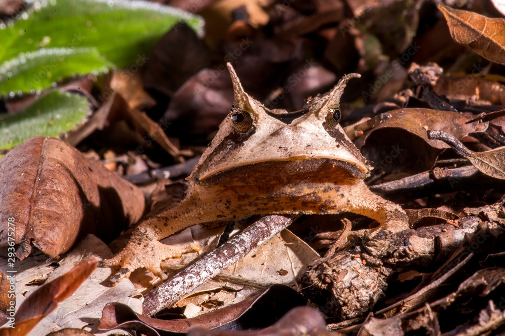 Horned frog photographed in Linhares, Espirito Santo. Southeast of Brazil. Atlantic Forest Biome. Picture made in 2013. Horned frog photographed in Linhares, Espirito Santo. Southeast of Brazil. Atlantic Forest Biome. Picture made in 2013.