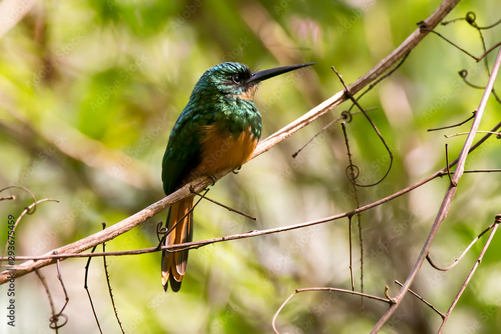 Fototapeta premium Rufous tailed Jacamar photographed in Linhares, Espirito Santo. Southeast of Brazil. Atlantic Forest Biome. Picture made in 2013.
