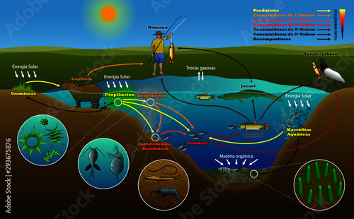 Ecossistema Aquático 