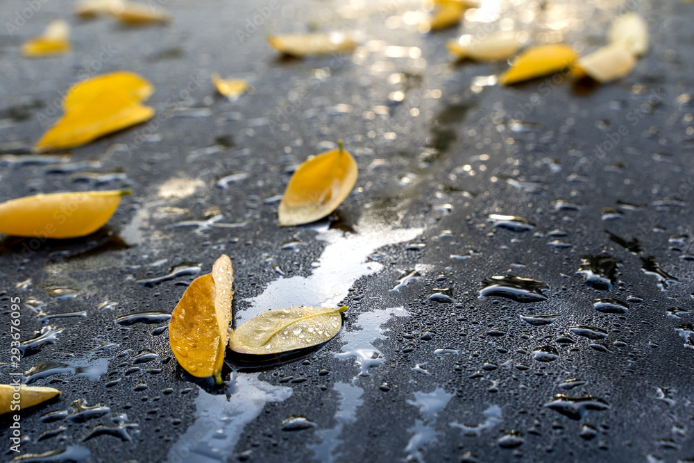 Yellow leaves car roof early autumn morning wet condensation Yellow leaves car roof early autumn morning wet condensation