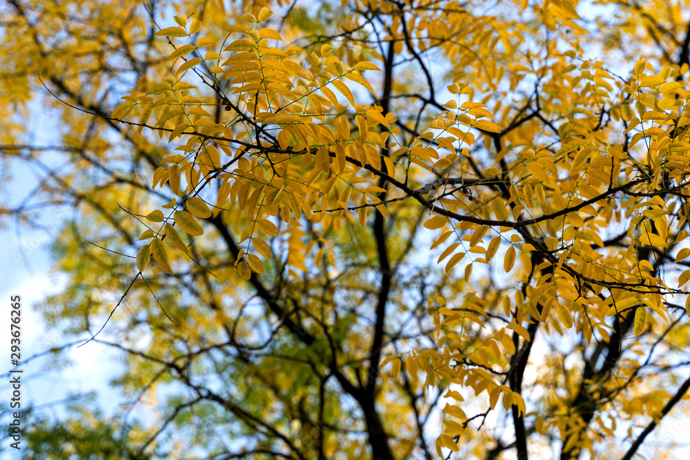 Robinia Locust tree yellow leaves autumn morning Robinia Locust tree yellow leaves autumn morning