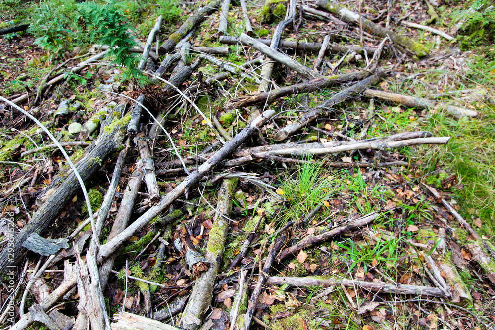 Broken logs and tree branches lie on the green grass in the forest. Close-up. Forest background.