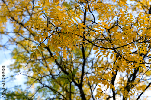 Robinia Locust tree yellow leaves autumn morning
