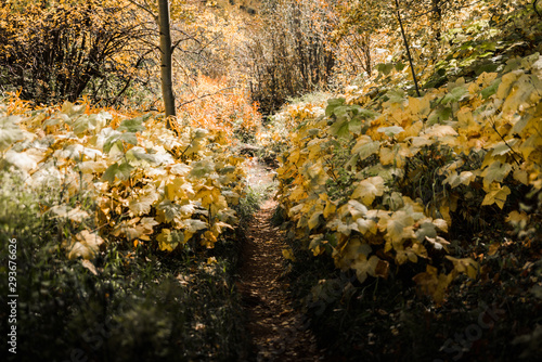 A leafy trail in Vail, Colorado during autumn. 