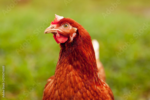 A happy hen on an organic farm - Chicken Portrait