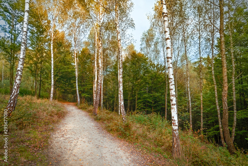 Fototapeta Naklejka Na Ścianę i Meble -  Autumn