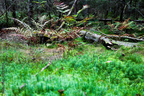 Near the fern bush lies a fallen tree. Forest autumn background.
