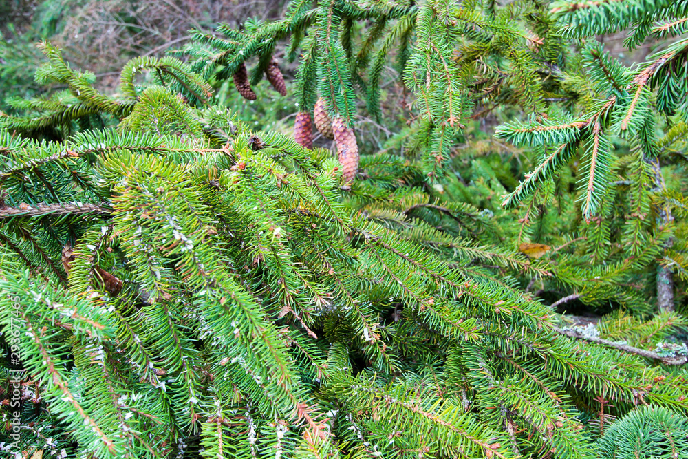 Green branches ate with cones. Close-up. Texture of spruce. Green branches ate with cones. Close-up. Texture of spruce.