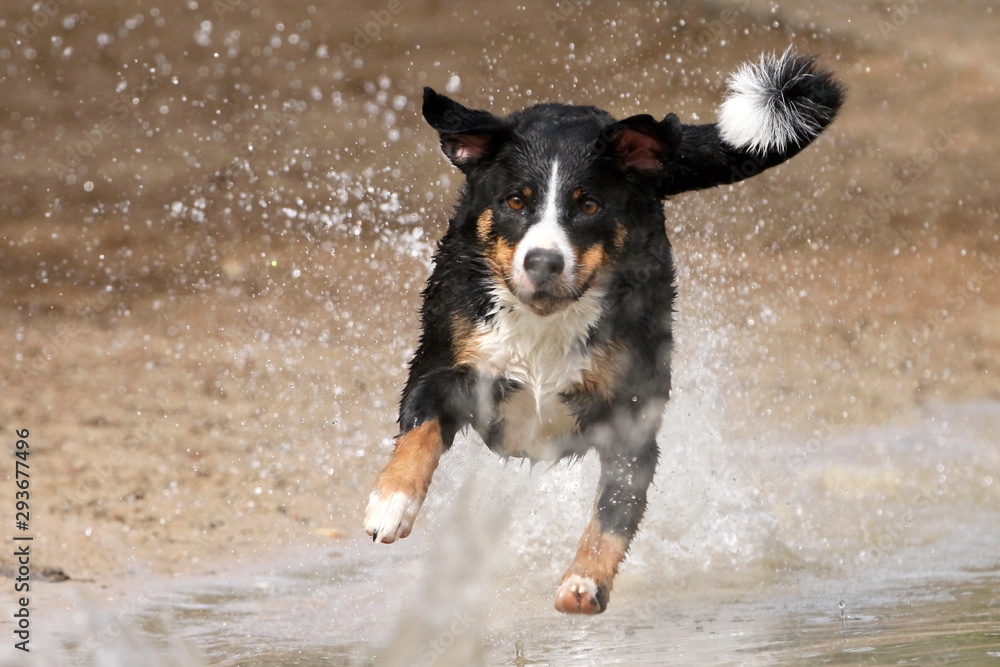 Hund springt dem Stöckchen hinterher ins Wasser Hund springt dem Stöckchen hinterher ins Wasser
