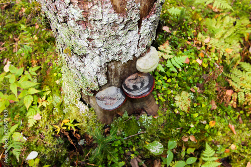 Several mushrooms on a tree trunk. Forest background.