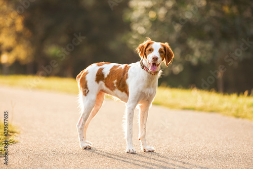 White and brown a Brittany spaniel outdoors at the park during summer, natural picture of the happy hunting dog outside