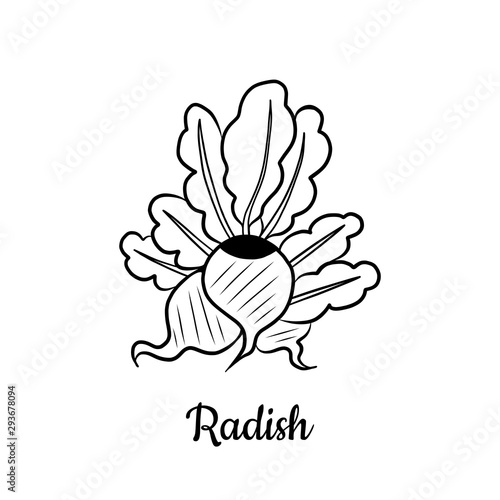 Hand drawn Radish isolated on a white. Vegetables drawings. Vector illustration.