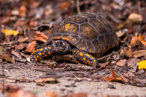 Yellow footed tortoise photographed in Linhares, Espirito Santo. Southeast of Brazil. Atlantic Forest Biome. Picture made in 2013.