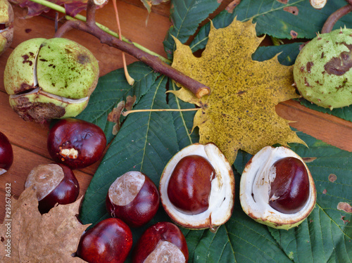 Autumn Chestnut still life