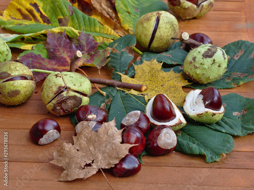 Autumn Chestnut still life