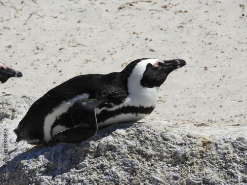 Pinguin on the beach in the sun, lying down, Boulders Beach