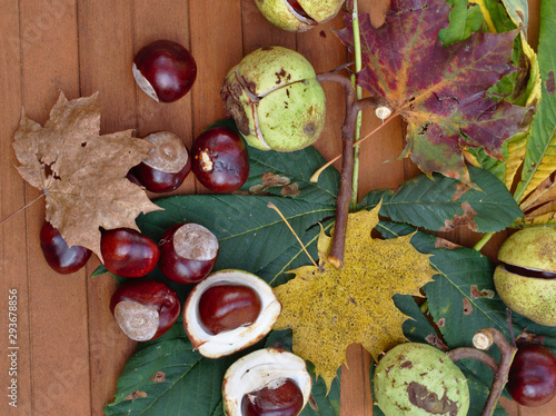 Autumn Chestnut still life