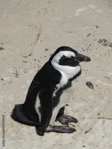 Pinguin on the beach in the sun, sitting, Boulders Beach