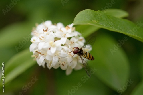 Insect called Hoverfly (Meliscaeva cinctella) sitting on white flower. photo
