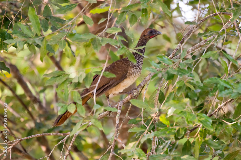 Fototapeta premium East Brazilian Chachalaca photographed in Linhares, Espirito Santo. Southeast of Brazil. Atlantic Forest Biome. Picture made in 2013.
