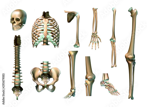 Realistic human skeleton parts set with skull spine scapula bones of pelvis and limbs isolated vector illustration. Vector