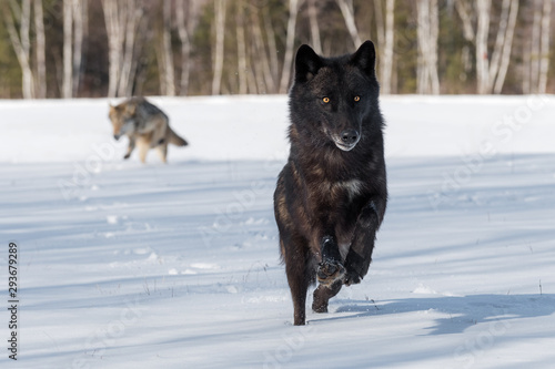 Grey Wolves (Canis lupus) Run In In Snowy Field Winter