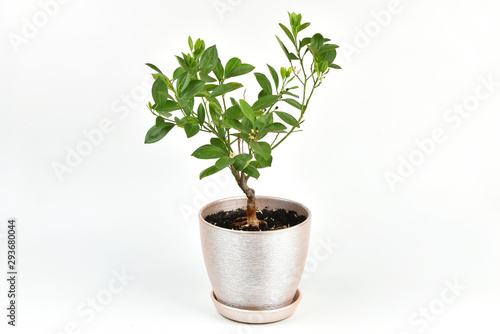 Houseplant Tangerine tree with small young green fruits in a pot isolated on white background. Bonsai