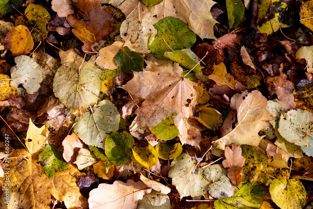 Autumn dirty old yellow leaves in October high angle view, nature background with space for text Autumn dirty old yellow leaves in October high angle view, nature background with space for text