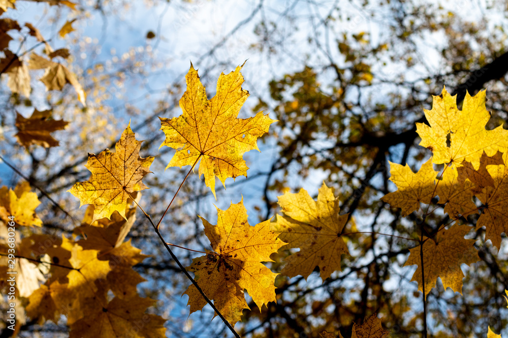 Autumn golden yellow forest in October low angle view, nature background with space for text Autumn golden yellow forest in October low angle view, nature background with space for text