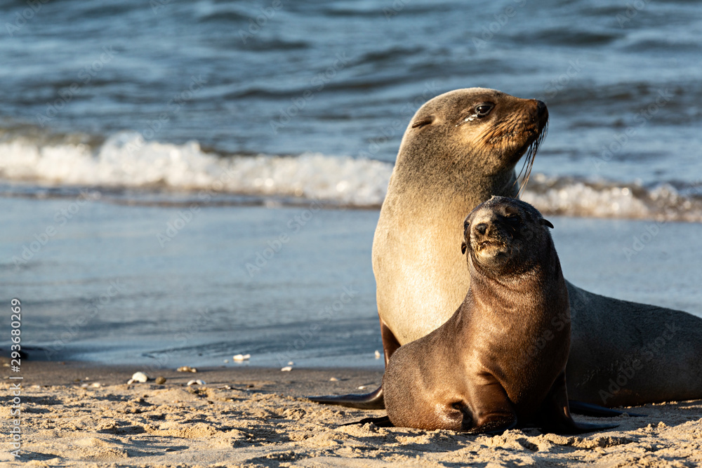Naklejka premium Foca con su cría.