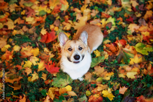 top view of a cute puppy dog red Corgi sitting in an autumn Park on the background of bright fallen colorful maple leaves and smiling devotedly on a Sunny day photo