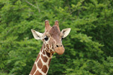 Close headshot of Giraffe looking at you