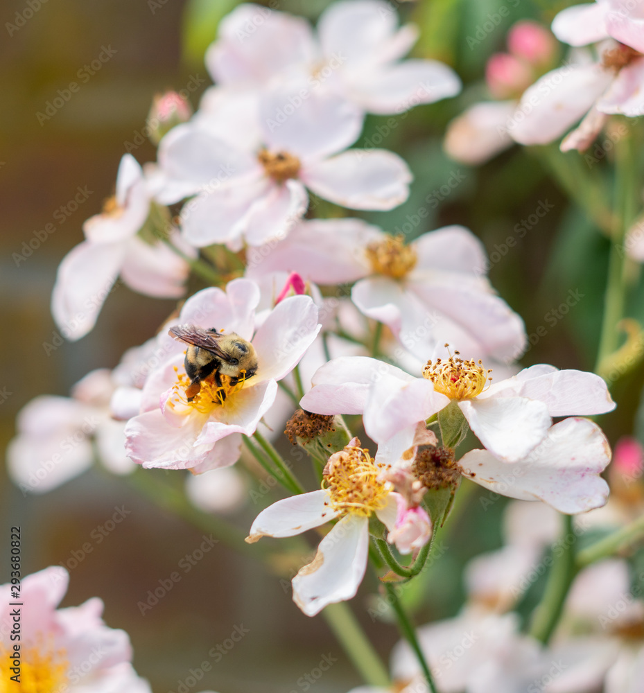 Bee on a flower in the garden Bee on a flower in the garden