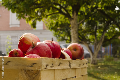 Organic red apples gathered in basket, under the tree in garden, on blurry background, in late afternoon sunlight