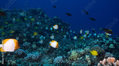 Tropical fish in the Bahamas over a coral reef