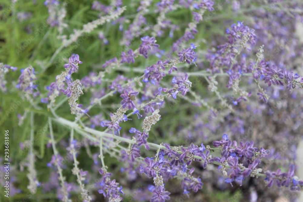 Fototapeta premium bunch of lavender