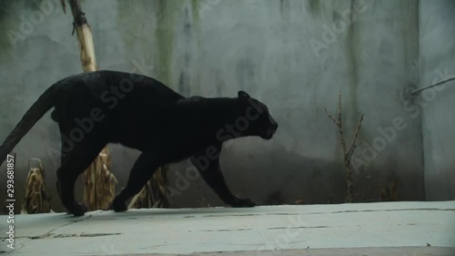 Black Puma walks in Extreme Slow Motion photo