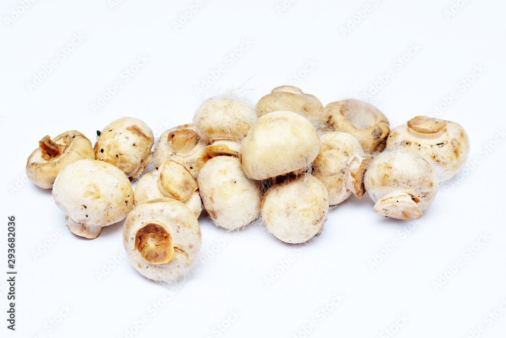Spoiled mushrooms champignon isolated on a white background. Rotten mushroom. Improper storage of food. Moldy old champignons. Spoiled mushrooms champignon isolated on a white background. Rotten mushroom. Improper storage of food. Moldy old champignons.