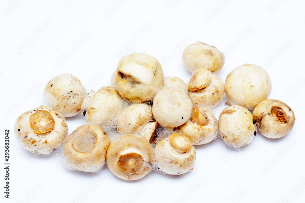 Spoiled mushrooms champignon isolated on a white background. Rotten mushroom. Improper storage of food. Moldy old champignons. Spoiled mushrooms champignon isolated on a white background. Rotten mushroom. Improper storage of food. Moldy old champignons.