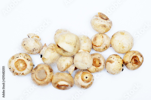 Spoiled mushrooms champignon isolated on a white background. Rotten mushroom. Improper storage of food. Moldy old champignons.