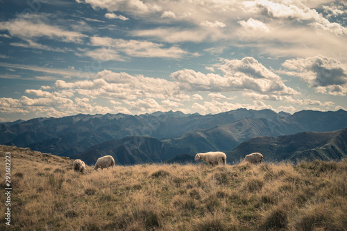 sheep in the French Pyrenees mountains
