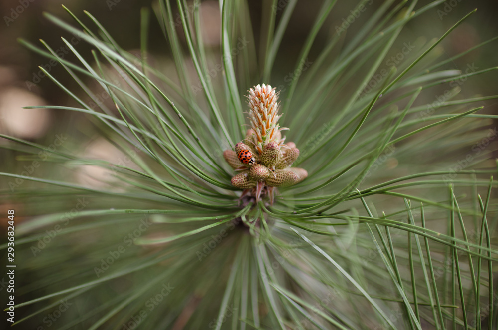 Pine branches close up. Pine cones and needles on a branch. Bright photo taken on a sunny day in sunny weather. Pine branches close up. Pine cones and needles on a branch. Bright photo taken on a sunny day in sunny weather.