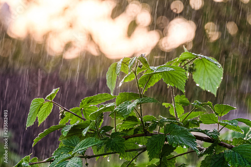 Rain pours in garden at evening light. Irrigation of raspberry stalks close-up. Falling water drops. Limited depth of field.