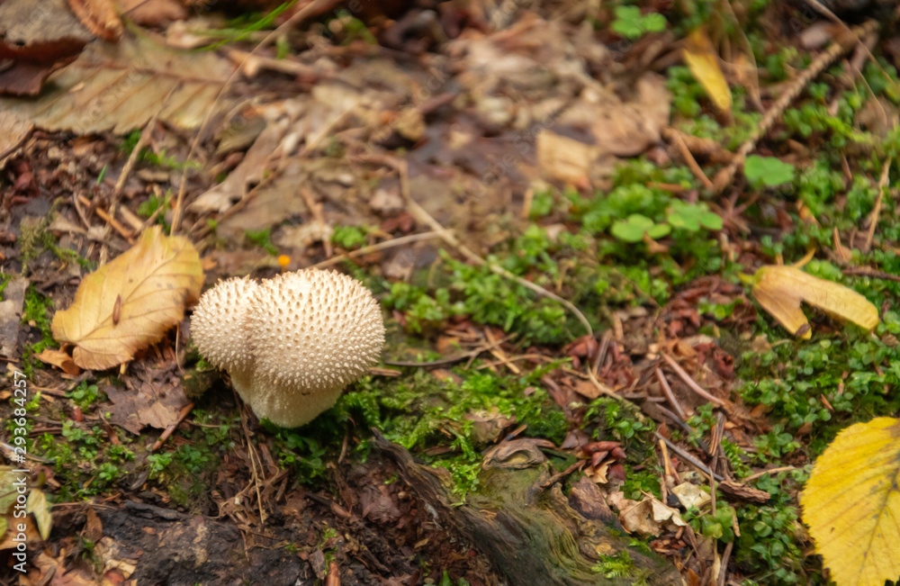 Mushroom in the forest. Lycoperdon perlatum. Mushroom in the forest. Lycoperdon perlatum.