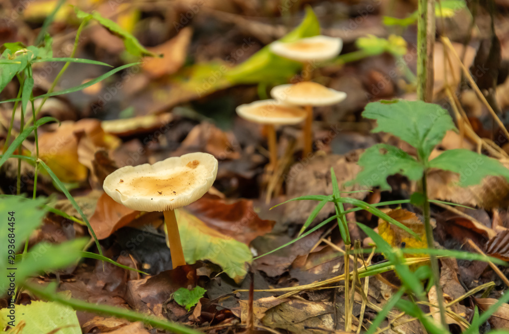 Mushrooms in autumn forest. Mushroom in the forest. Amanita phalloides. Blurred background. Close up Macro. Mushrooms in autumn forest. Mushroom in the forest. Amanita phalloides. Blurred background. Close up Macro.
