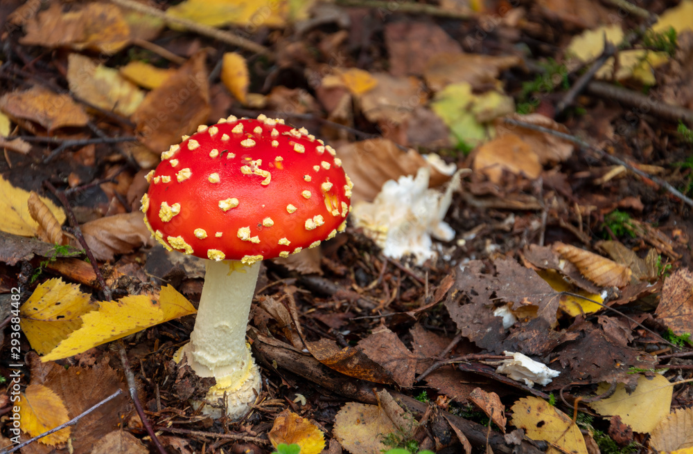 Red mushroom in the forest. Poisonous mushrooms in the forest. Amanita muscaria. Red mushroom in the forest. Poisonous mushrooms in the forest. Amanita muscaria.