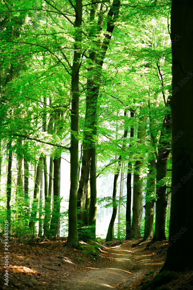 Fototapeta premium Forest road in Karlovy Vary, Czech Republic
