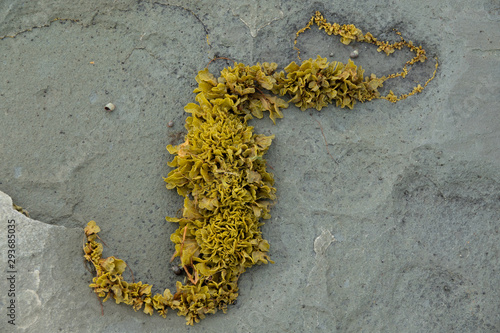 wet seaweed kelp laminaria surface close up macro shot texture background